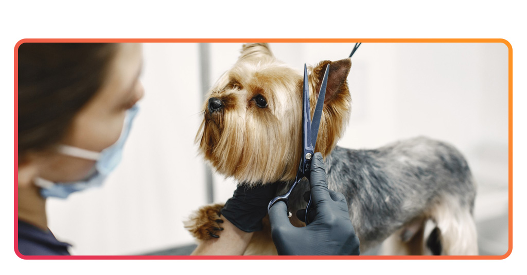 Curso básico de peluquería canina
