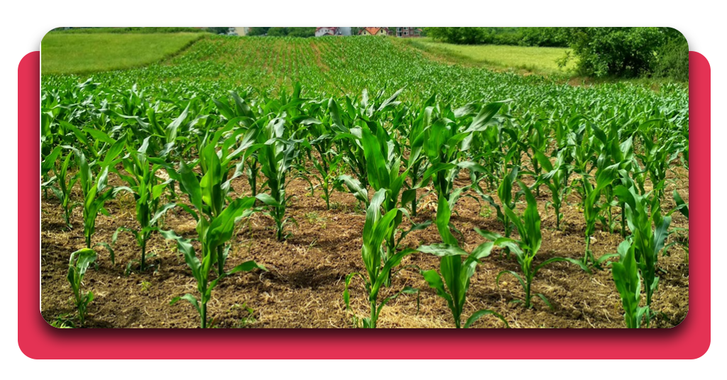 Impulsa ODS: formación gratuita en agricultura sostenible (Palencia) 1 Agricultura sostenible