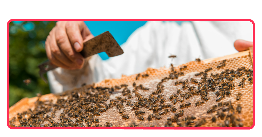 producción agroecológica