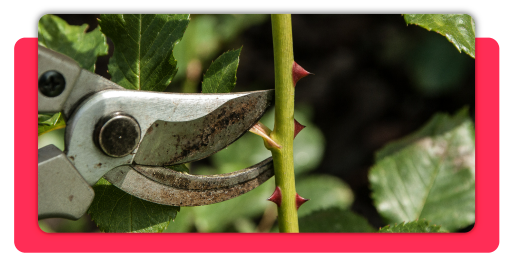 Aprender sobre jardinería y vivero te abre las puertas a un desarrollo importante de habilidades y técnicas para desenvolverte de la mejor manera en el sector.